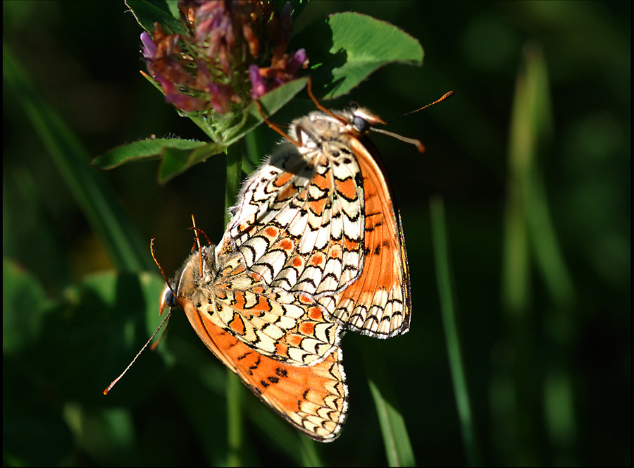melitaea didiyma? 2
